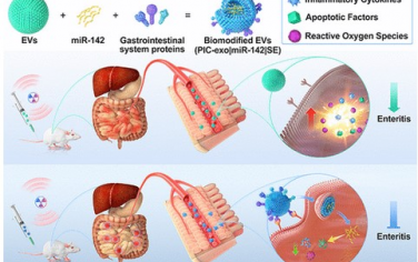 ACS Nano：生物改性细胞外囊泡通过重塑肠道微环境可治疗辐射性肠炎