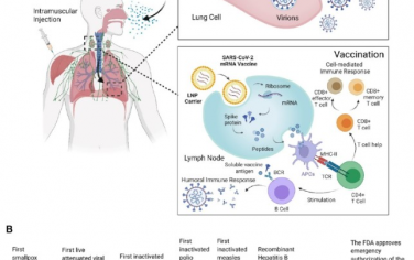 ACS Nano：mRNA疫苗革命:COVID-19开启了疫苗学的未来