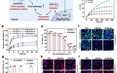 Nature Communications：纳米颗粒可介导TRPV1通道阻断并通过调节热休克蛋白以强化癌症热免疫疗法