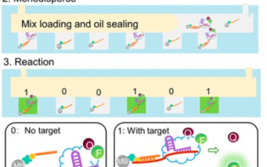 ACS Nano：无需扩增的数字化CRISPR/Cas辅助试剂盒可实现RNA的单分子检测