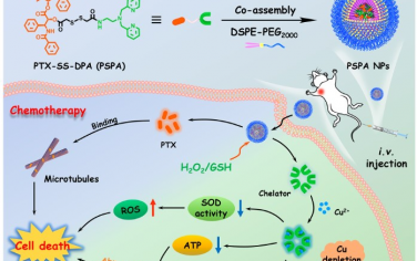 ACS Nano：紫杉醇前药和铜耗竭联合可对抗三阴性乳腺癌