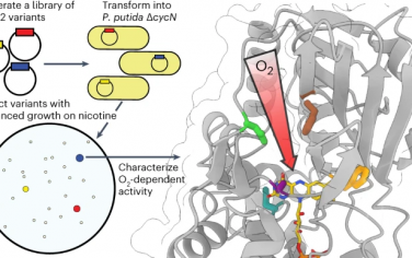 Nature Chemical Biology：定向进化释放尼古丁降解风味酶的氧反应性