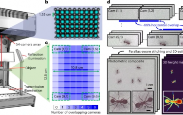 Nature Photonics：每秒数十亿像素的自由移动生物体的并行计算3D视频显微镜