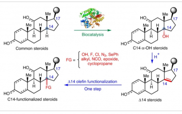 Nature Synthesis: 化学酶法合成C14官能化类固醇