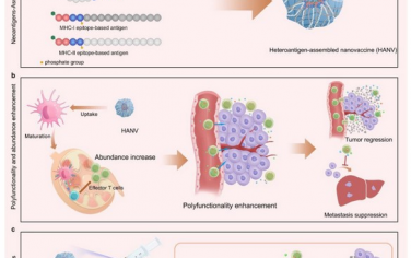 Biomaterials： 异抗原组装纳米疫苗增强了TILs抗肿瘤生长和转移的多功能性