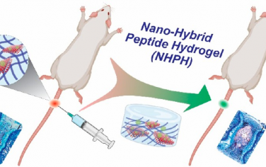 ACS Nano：纳米杂化肽水凝胶用于增强椎间盘修复和再生
