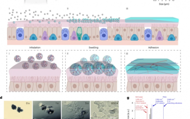 Nature Materials：一种吸入性生物粘附水凝胶保护非人灵长类动物免受SARS-CoV-2感染