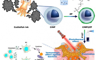 Biomaterials：深穿透乌贼墨纳米颗粒可发挥协同光热-免疫疗法作用以对抗伤口感染