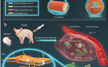 Adv. Mater：pH触发、大小可变和生物活性可切换的嵌合肽纳米组装体用于对抗耐药细菌和生物膜