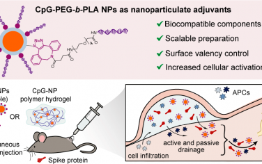 ACS Nano：纳米颗粒结合的Toll样受体9激动剂可改善COVID-19疫苗的效力、持久性和广度