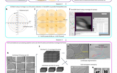 Nature Methods：用于原位结构细胞生物学的相关蒙太奇平行阵列冷冻断层扫描