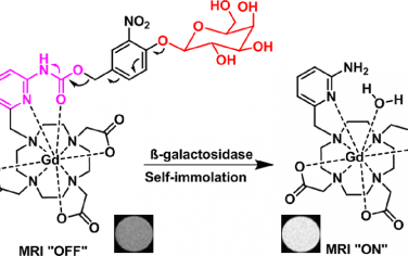 JACS：自毁型生物响应性MR探针的分子工程
