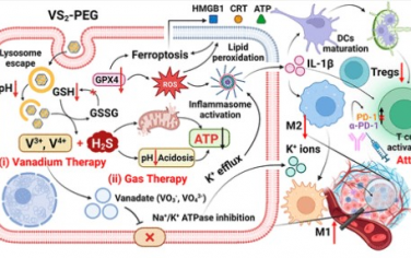 ACS Nano：具有钒酸盐和气体“双重”抗肿瘤作用的生物活性二硫化钒纳米结构实现免疫检查点阻断增强的癌症免疫治疗