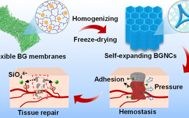 ACS Nano: 具有超弹性和生物粘附力的柔性生物活性玻璃纳米纤维自膨胀低温凝胶可促进止血和伤口愈合