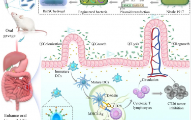 Biomaterials：可编程的口服细菌水凝胶用于可控产生和释放肿瘤免疫治疗纳米疫苗