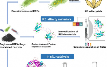 Advanced Materials：可实现稀土富集的微生物合成系统