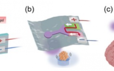 AFM： 利用阴离子和阳离子水凝胶结合产生的电渗透流进行时空可控化学输送