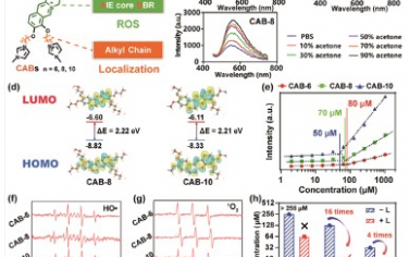 Advanced Materials：阳离子光敏剂柔性调节细胞活性