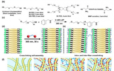 Advanced Materials：原位强化超分子聚合物可形成仿生坚韧纤维水凝胶和生物墨水