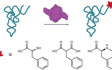 Nature Chemistry：在体外和体内扩大吡咯烷基转移RNA合成酶的底物范围，包括非α-氨基酸