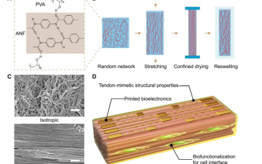 Science Advances：多功能仿肌腱水凝胶
