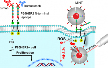 ACS Nano：分层结构的分子压印纳米传感器用于截断的HER2靶向光动力治疗治疗性抗体抗性乳腺癌
