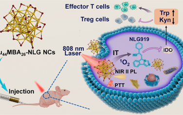 ACS Nano：工程型Au44纳米团簇用于NIR-II发光成像指导的光激活癌症免疫治疗