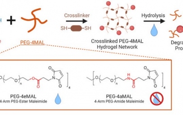 Biomaterials：可水解水凝胶可调控干细胞持久性和免疫调节能力以强化糖尿病皮肤伤口愈合