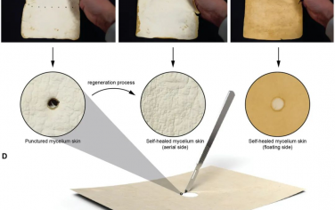 AFM：真菌工程生物材料，具有自愈功能的纯菌丝体材料的可行性