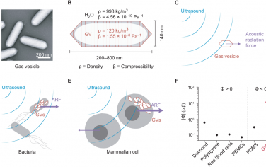 Science Advances：用于细胞遗传选择性声学操纵的生物分子致动器
