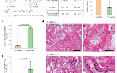 Nature Chemistry：通过光激活的SpyLigation进行分裂蛋白对的时空功能组装