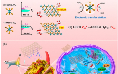 ACS Nano：纳米孔阵列诱导金属硒化钼纳米酶用于光增强肿瘤特异性治疗