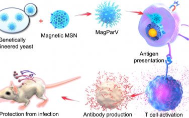 ACS Nano：病毒样磁性介孔二氧化硅颗粒可作为预防致病性感染的通用疫苗平台