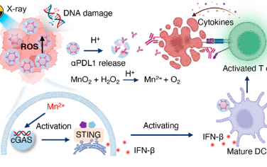ACS Nano：生物矿化MnO2纳米平台介导的STING通路激活和免疫检查点抑制剂递送用于增强放射免疫治疗
