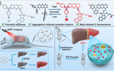Biomaterials：黏度响应NIR-II荧光探针用于肝损伤早期诊断