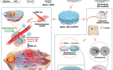 Advanced Functional Materials： 自适应MoO3−x亚纳米导线结合支架用于骨肉瘤治疗和骨再生