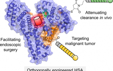 JACS：可减轻巨噬细胞吞噬作用的正交工程白蛋白用于肝癌的靶向可视化和光学治疗