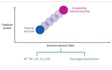 Nature Chemistry：增强的活性位点电场加速酶催化