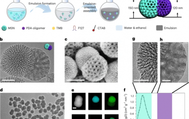 Nature Chemistry：Janus双层球形介孔纳米颗粒作为生物逻辑门的乳液定向组装