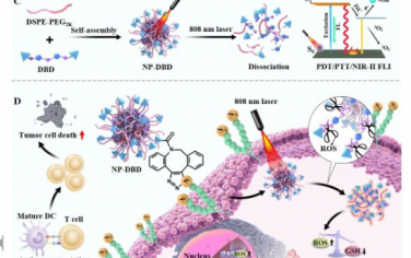 Advanced Materials：AIE光敏剂纳米颗粒生物正交引导激活Cgas-STING可靶向肿瘤治疗和成像