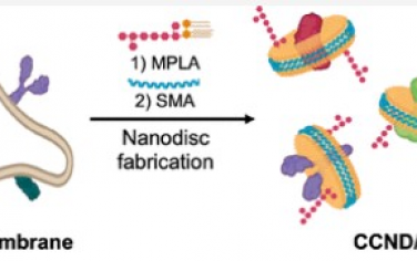 Nano Letters：基于肿瘤细胞膜纳米盘的抗肿瘤疫苗接种