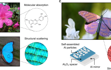Science Advances：超轻等离子结构彩色涂料
