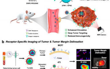 ACS Nano：细胞膜涂覆纳米颗粒可描绘肿瘤和定性评价癌症生物标志物