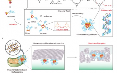 JACS： 多肽响应衰老细胞中活性氧水平升高可细胞内寡聚化形成超分子Senolytics