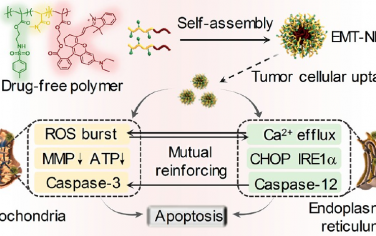 ACS Nano：天然无药大分子疗法可触发内质网应激和线粒体功能障碍以用于癌症治疗