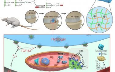 ACS Nano：靶向清除ROS和调节纤维环处再生微环境可促进组织修复