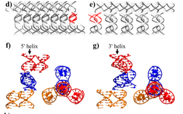 JACS：工程化DNA晶体用于研究DNA-客体分子相互作用