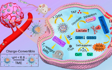ACS Nano：在肿瘤内产生活性氧风暴用于实现高性能铁死亡治疗