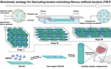 ACS Nano： 模拟自然组织结构和力学的仿生纤颤工程在肌腱修复和再生中的应用