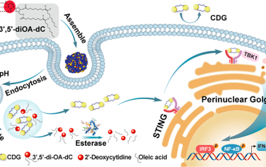 ACS Nano：超分子环二核苷酸纳米颗粒用于STING介导的癌症免疫治疗